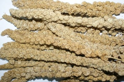 Proso żółte kłosy (5szt)